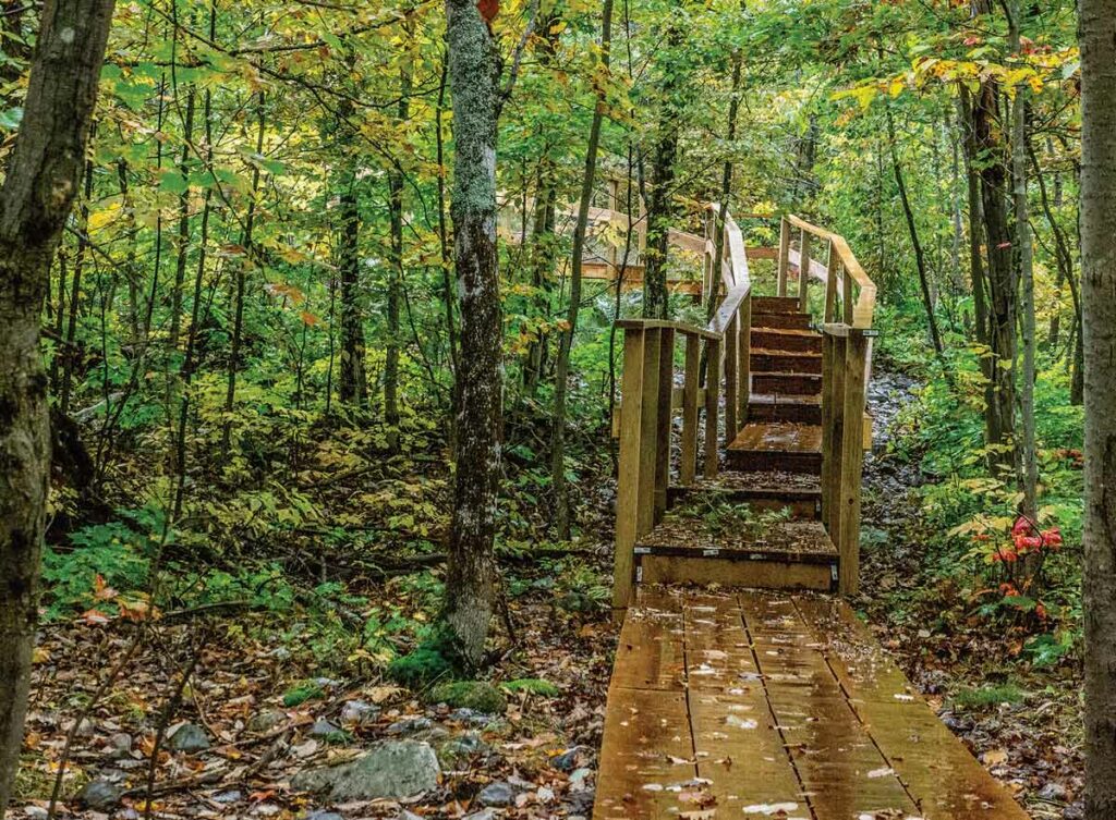 New steps and boardwalk weave through the forest on their ascent back in time. 
Photo by Isobel Harry.